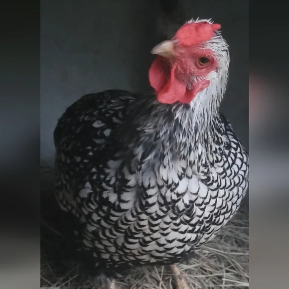 MELODY'S LIVE SHOW HOST LISTING - Picture 13 of 15